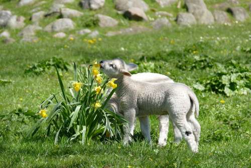 Lambs Easter Animal Cute Leap Season