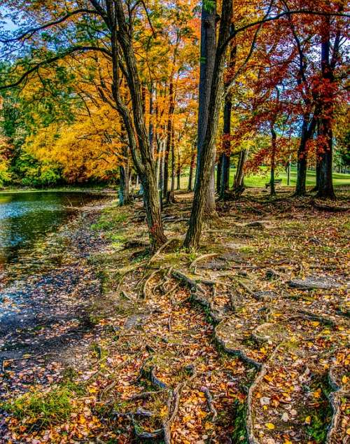 Landscape Autumn Trees Water Leaves Atmospheric