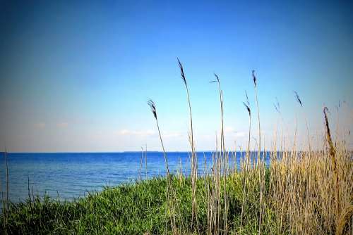 Landscape Sea Baltic Sea Water Beach Grasses