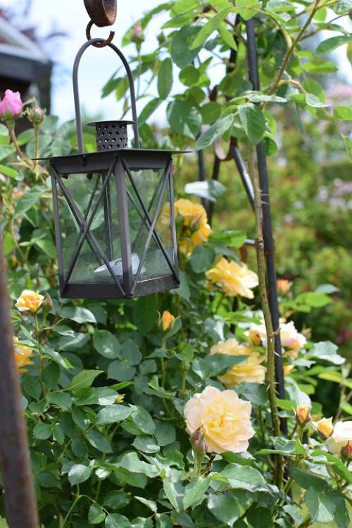 Lantern Roses Garden