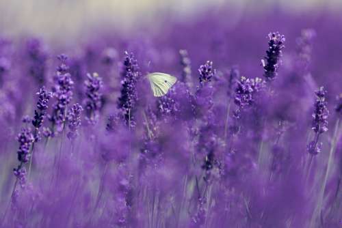 Lavender Gonepteryx Rhamni Butterfly Summer Nature