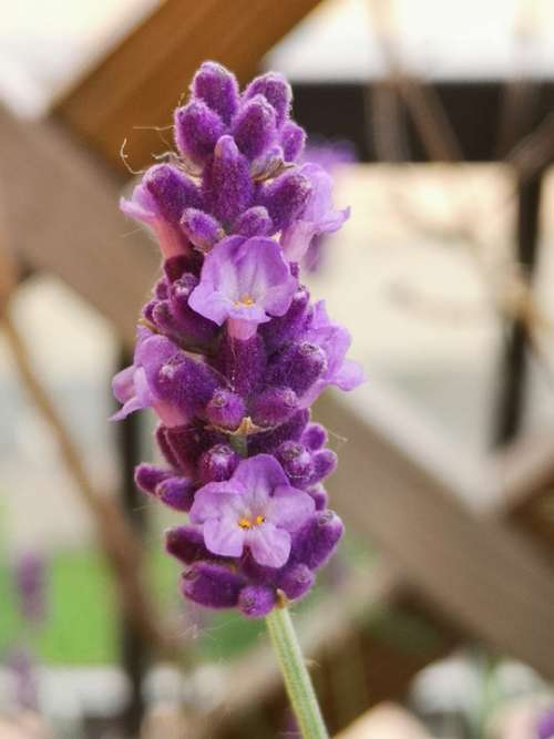 Lavender Violet Perfume Lilac Summer