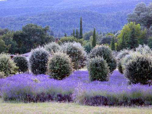 Lavender Drôme Provençale Tree Sun Heat Holiday