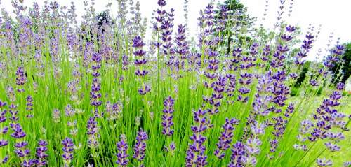 Lavender Purple Flowers Violet Fragrance