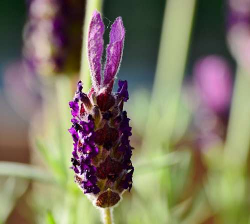 Lavender Purple Flower Smell Violet Flora Aroma