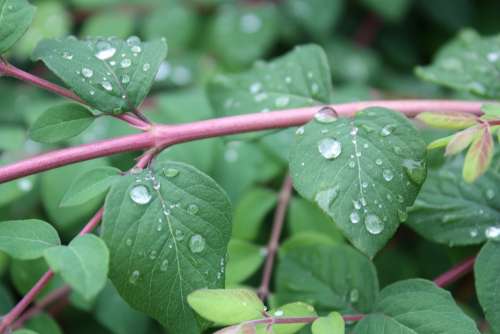 Leaf Branch Drop Rain Foliage Plant Green