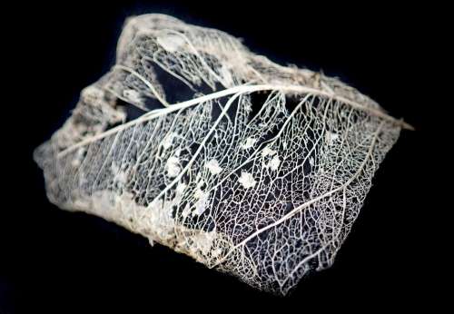 Leaf Gum Tree Veins Dead Skeleton Decayed Nature