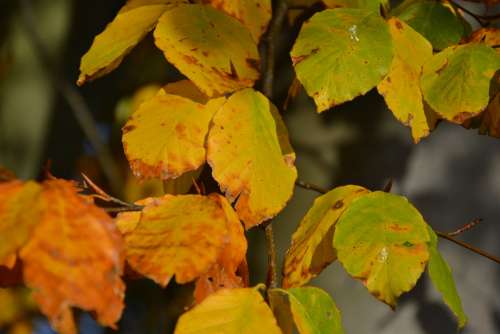 Leaves Autumn Yellow Green Brown Nature Forest
