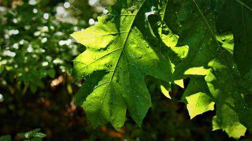 Leaves Oak Transparent Sunlight Raindrops