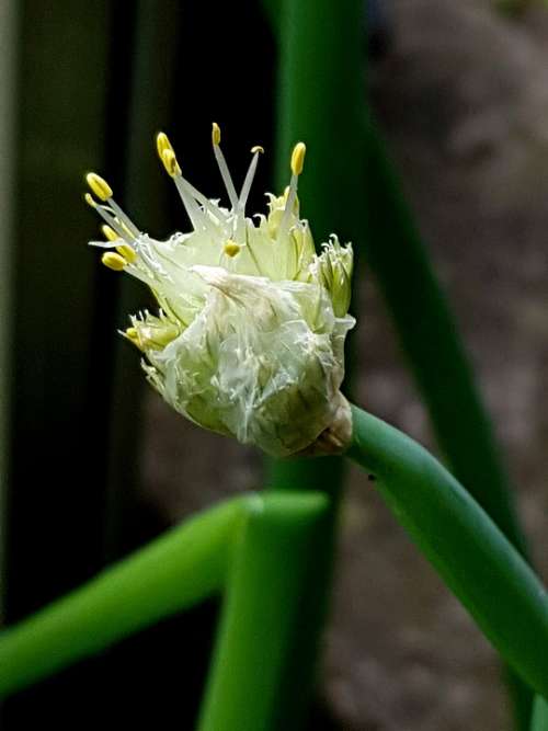 Leek Blossom Bloom Plant Close Up Zwiebelpflanze