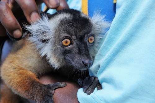 Lemur Animal Eyes Africa Hand Sky Ocean Nosy Be