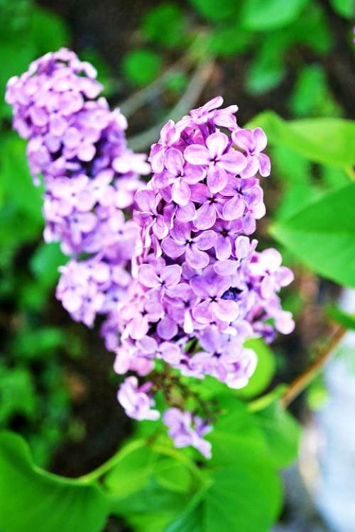 Lilac Flowers Nature Purple Spring Bloom Plant