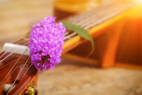Lilac Flower Summer Blossom Bloom Music Guitar