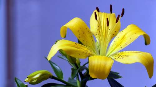 Lily Yellow Flower Blossom Bloom Flora Spring