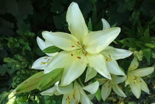Lily Plant White Flower Blossom Bloom Nature
