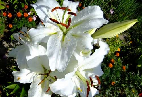 Lily Flower White Summer Bloom Nature Flora