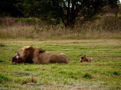 Lion Eating Wildlife Africa