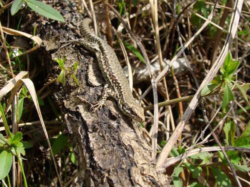 Lizard Nature Reptile Natural Camouflage
