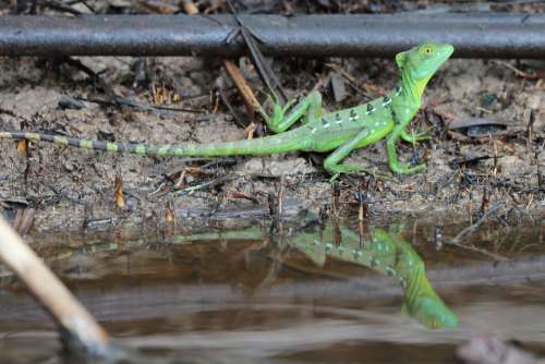 Lizard Animal Reptile