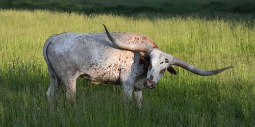 Longhorn Texas Cattle Cow Farm Horn
