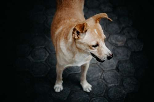 Look Standing Dog Alone Animal Looking Portrait