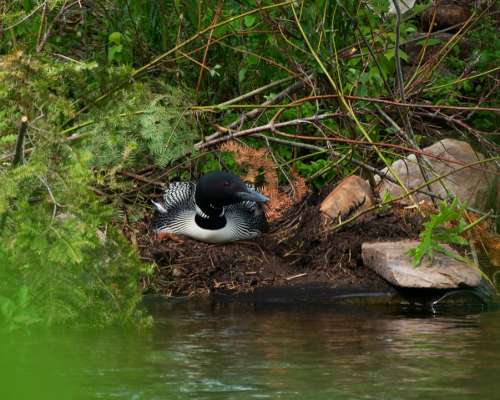 Loon Nest Bird Adirondacks Lake