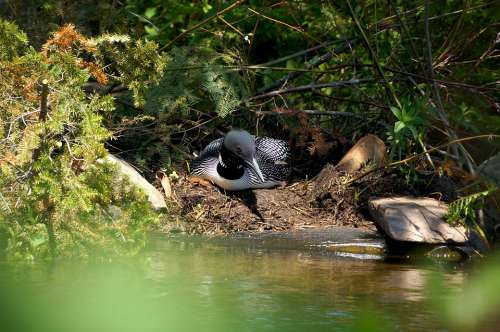 Loon Nest Lake Adirondacks Water Bird