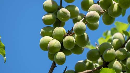 Loquats Green Fruit Nespolo Tree