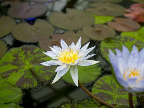 Lotus Flower Water Pond Tropical