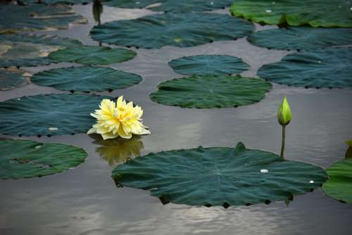 Lotus Flowers Blooming Water Ao Flower Lotus