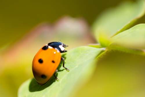 Luck Ladybug Beetle Nature Insect Lucky Charm Red