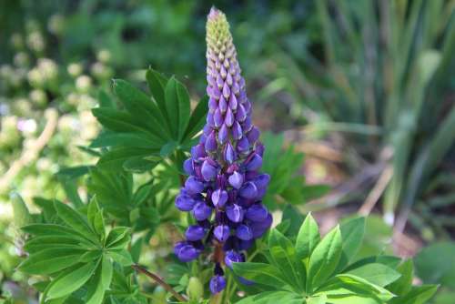 Lupine Plant Flower Nature Blossom Bloom Summer