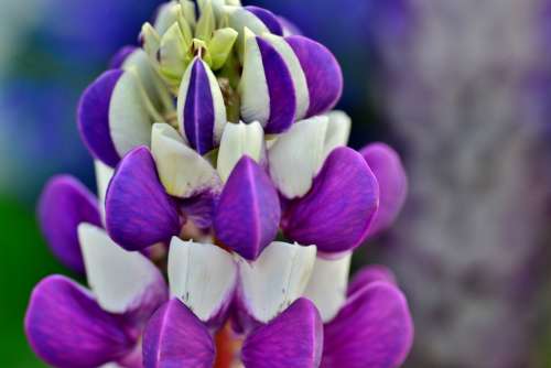 Lupine Flower Nature Violet Purple