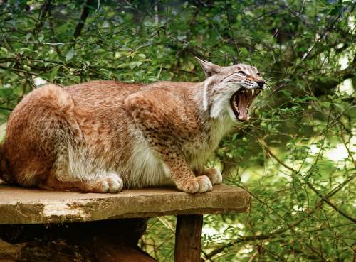 Lynx European Lynx Mammal Animal Animal World