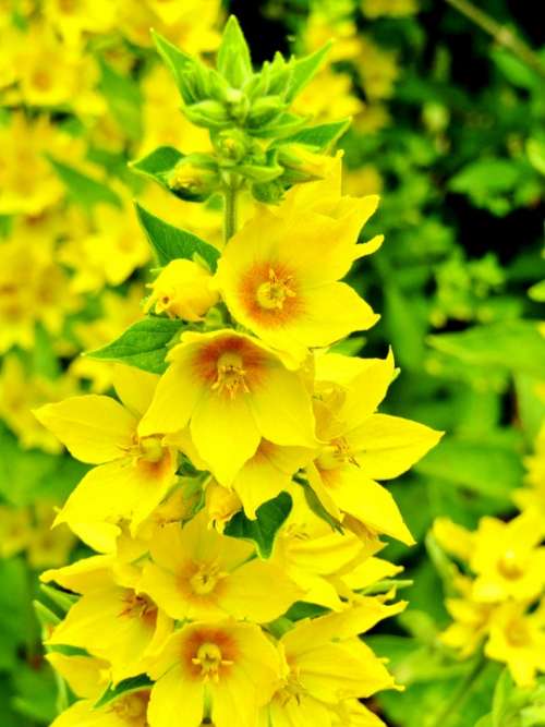 Lysimachia Punctata Goldfelberich Yellow Flower Star