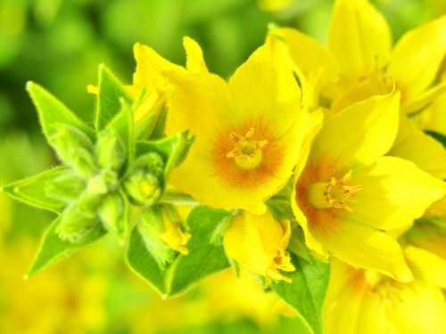 Lysimachia Punctata Goldfelberich Yellow Flower Star
