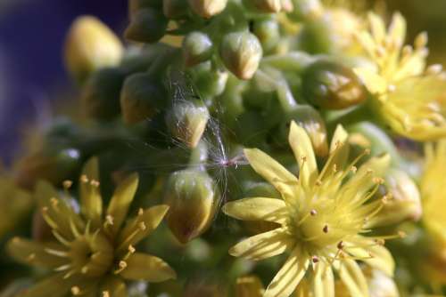 Macro Flower Nature Blossom Garden Bloom Summer