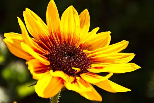 Macro Flower Nature Garden Petals Summer Close Up