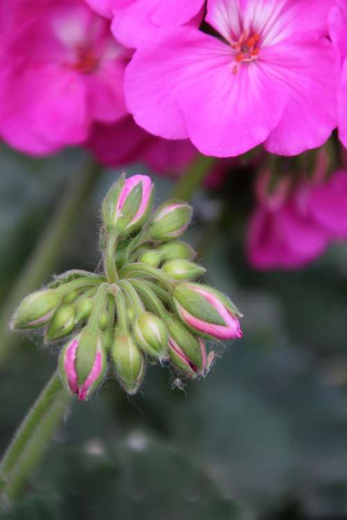 Macro Flower Nature Garden Pink Petals Close Up