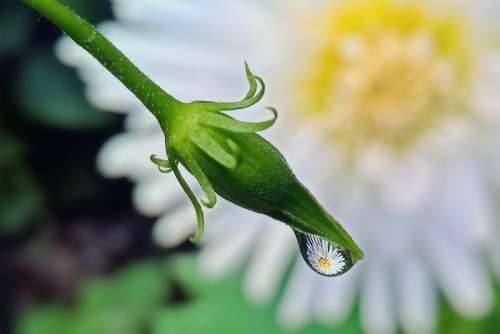 Macro Flower Lily Water Droplet Bud Green
