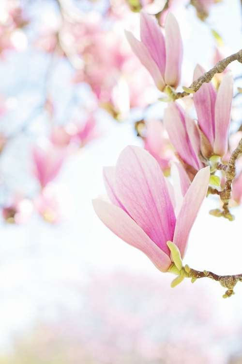 Magnolia Blossoms Blooms Spring Flowers Nature