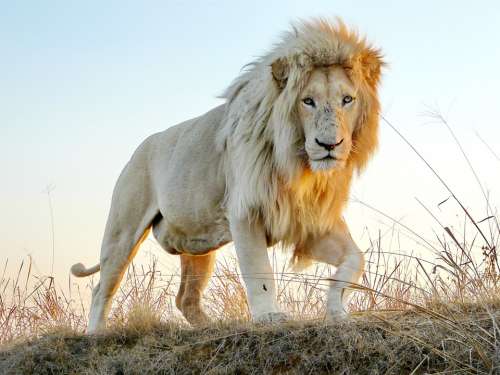 Male Lion Males Big Cat Wildlife Animal King