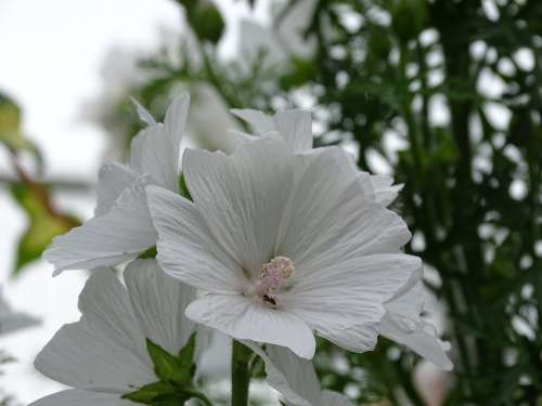 Mallow Musk Mallow Flower Blossom Bloom White