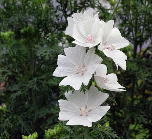 Mallow Musk Mallow Flower Blossom Bloom White