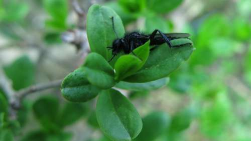 March Fly Bibio Marci Males Hawthorn Fly Markus Fly