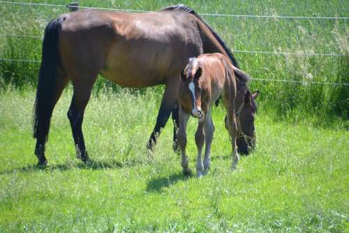 Mare Mother Mare Foal Colt Horse Graze Brown