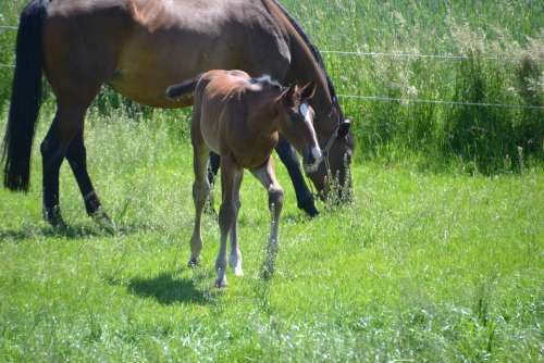 Mare Mother Mare Foal Colt Horse Graze Brown