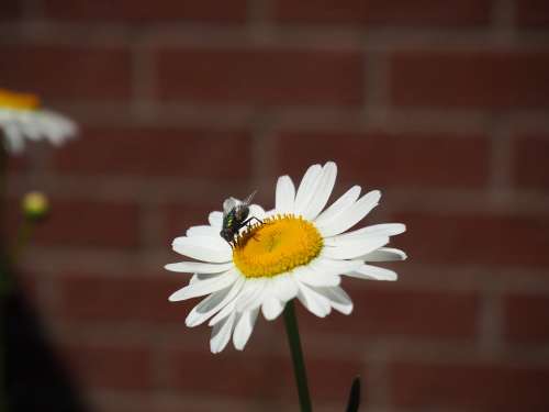 Marguerite Flower Flowers Nature White Bloom