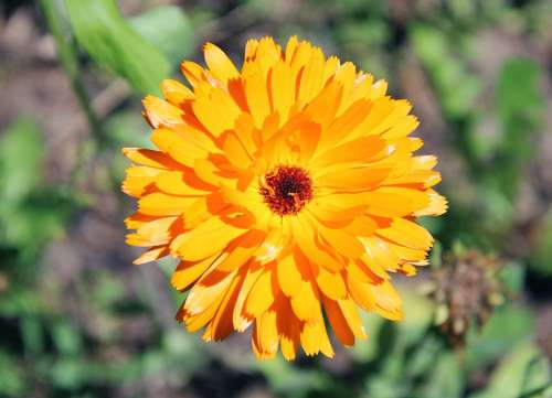 Marigold Yellow Nature Blossom Bloom