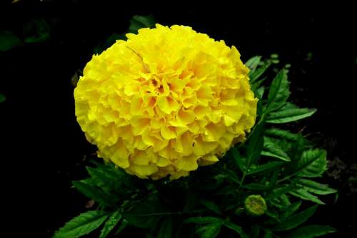 Marigold Flower Yellow Garden Spring Nature